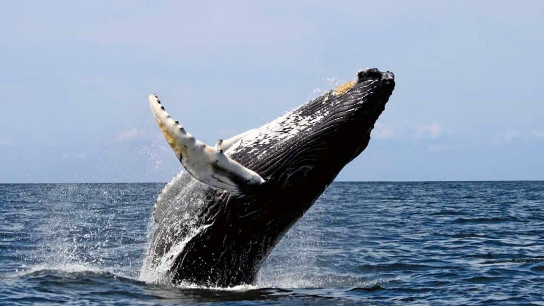 Ballena jorobada. Foto: EFEverde