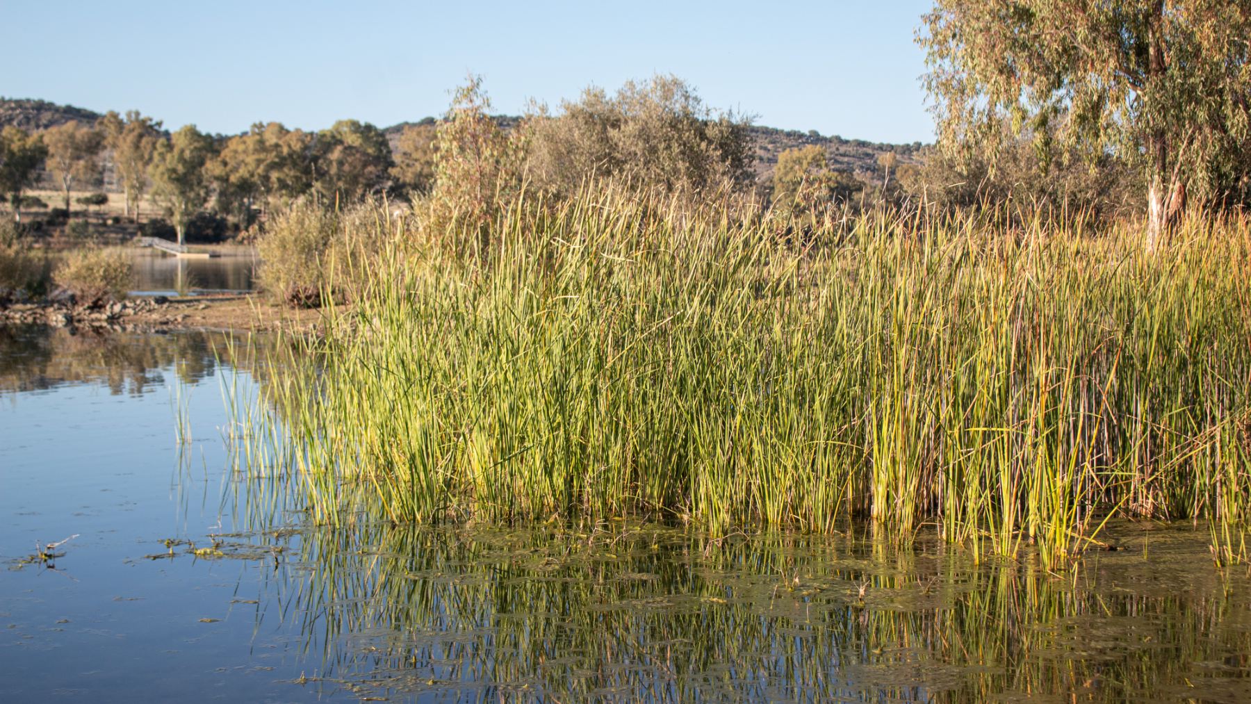 Cañas en el cauce de un río en España