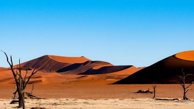 Desierto, animal, curiosidades