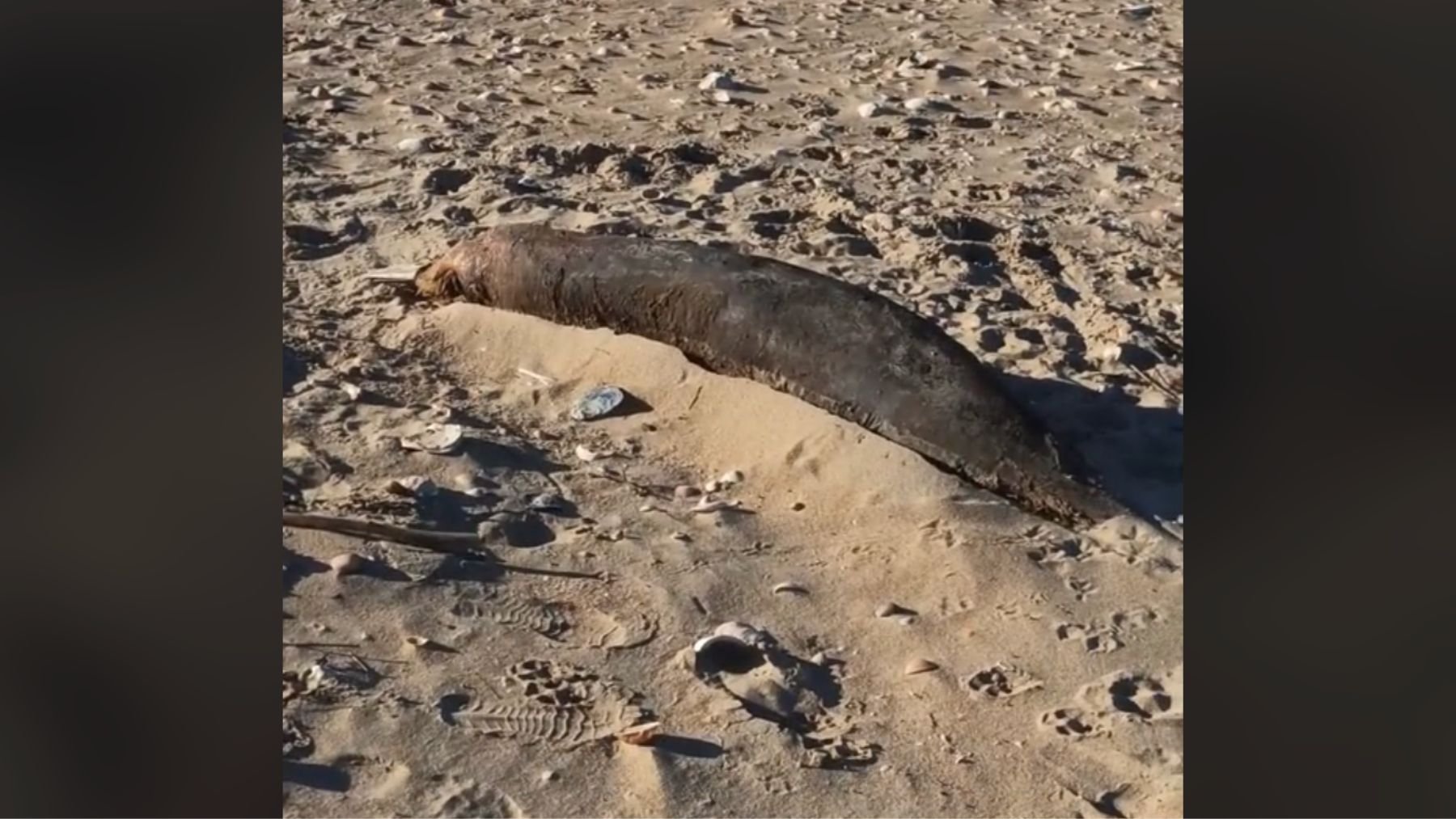 Animal, foca, mamífero, Huelva, playa, Andalucía