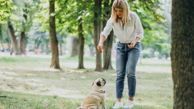 Perro, animales, mascotas