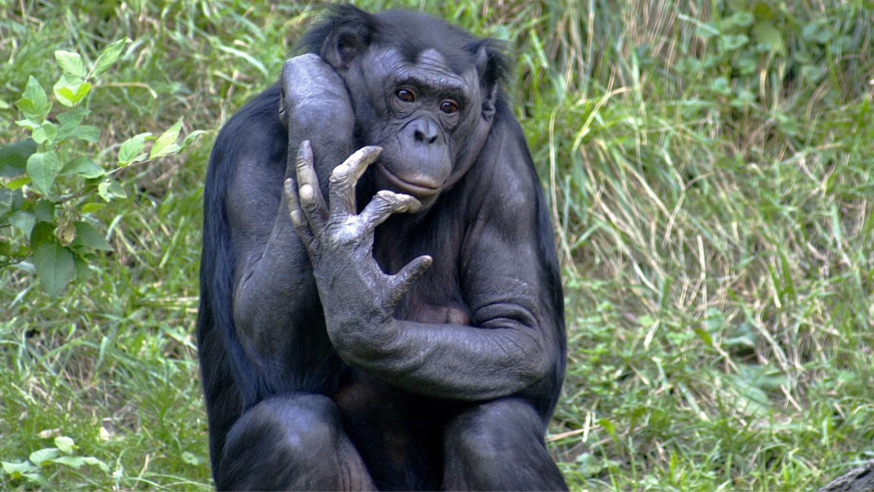 Bonobo. Foto: Wikimedia Commons