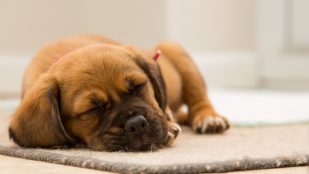 El perro llora mientras duerme