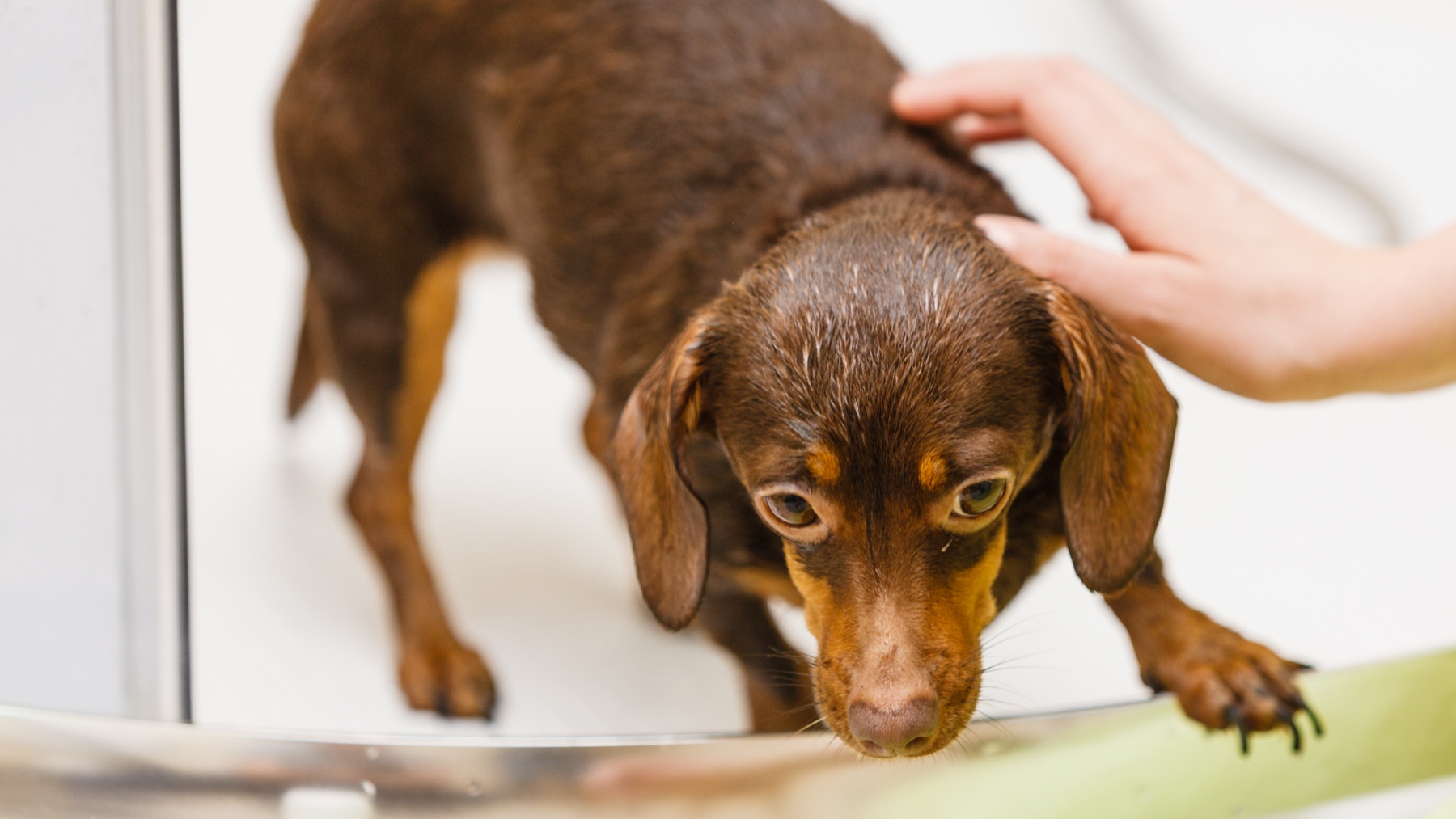 Debes tener cuidado con tu perro con el refrigerante o anticongelante