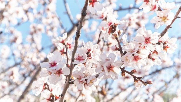 Almendros en flor en Madrid