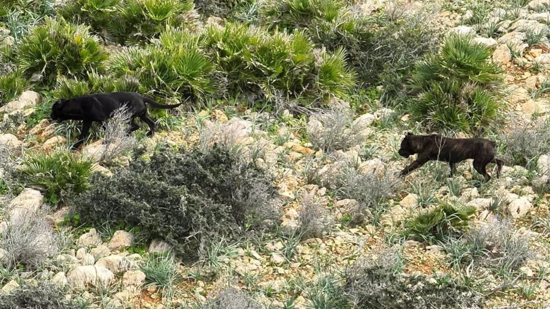 Perros peligrosos sueltos por una zona rocosa del término municipal de Andratx.