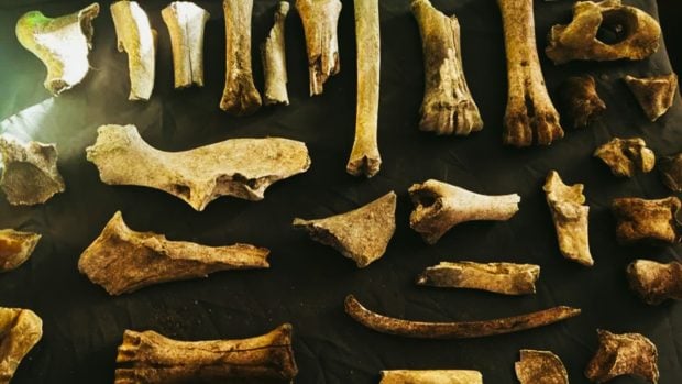 Los enigmas de los restos humanos más antiguos hallados en España    