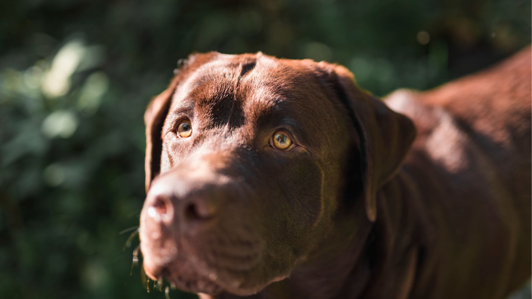 Un perro mirando fijamente. Foto: Freepik