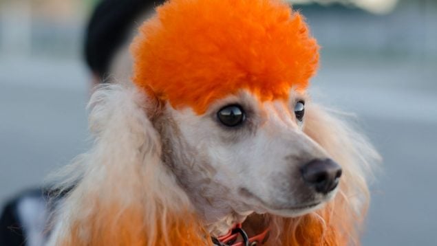 Teñir el pelo a los perros