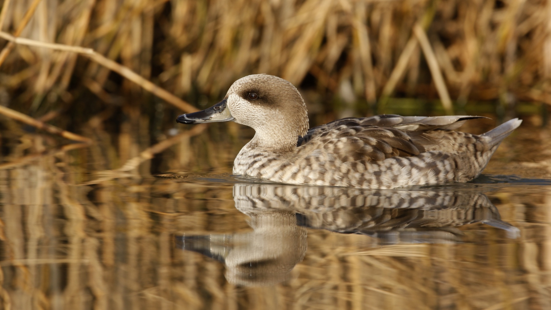 Las aves españolas gozan de un millón de hectáreas más donde refugiarse