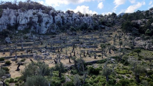 El olivar centenario de la finca pública de Menut.