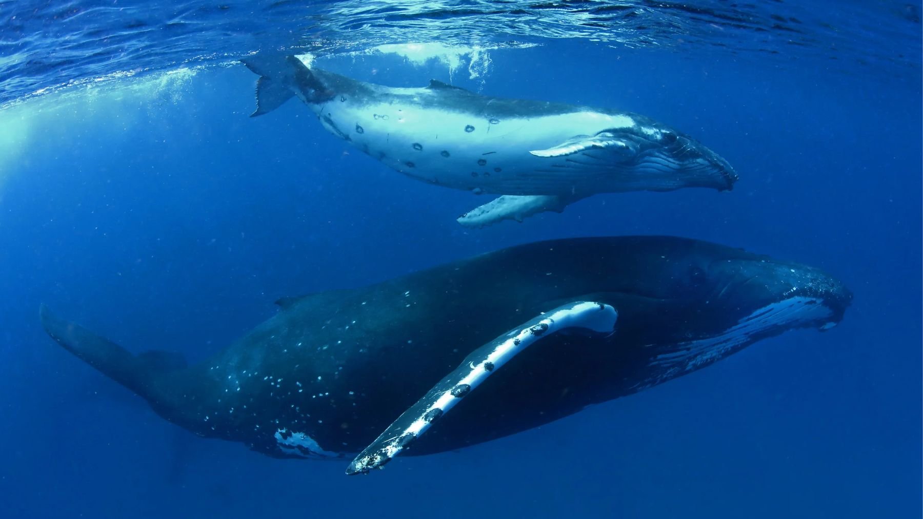 Ballenas. Foto: Greenpeace / Paul Hilton