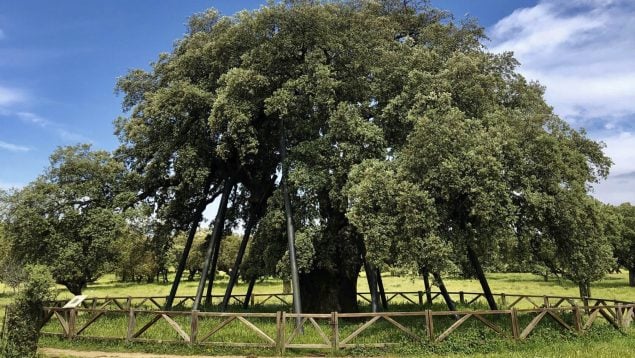 pueblo de Cáceres, encina, naturaleza, árbol