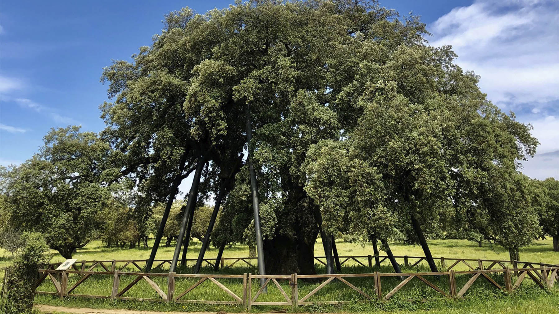 Encina Terrona en Cáceres. Foto: Carmenventura en Wikimedia Commons.