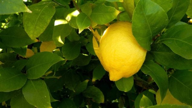 Truco jardinería, truco podar el limonero, consejo para cuidar un limonero en casa, truco de los jardineros para cuidar el limonero.