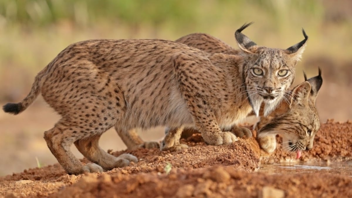 Linces ibéricos (Foto: WWF / Europa Press)