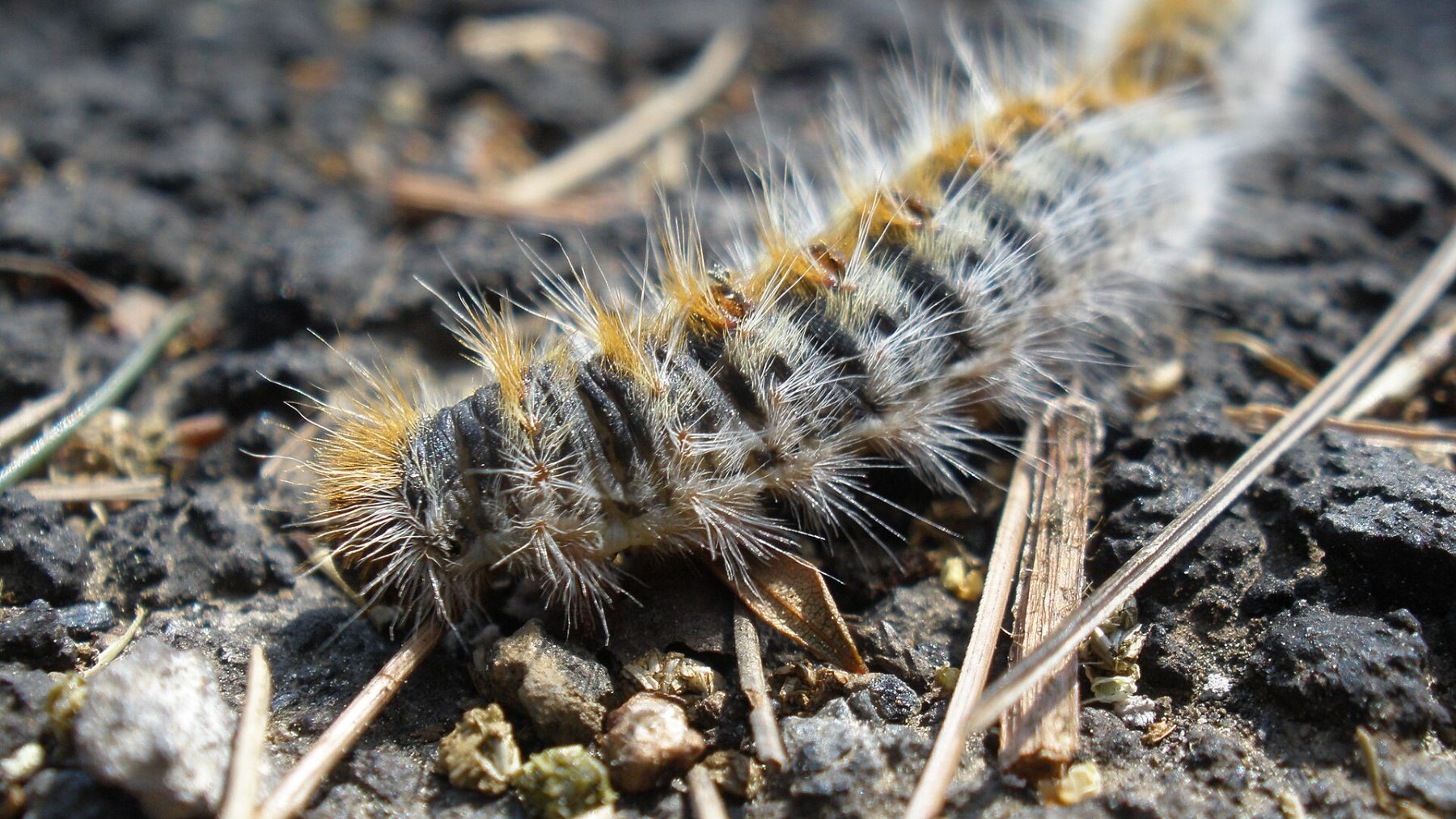 Animal, insecto, oruga procesionaria