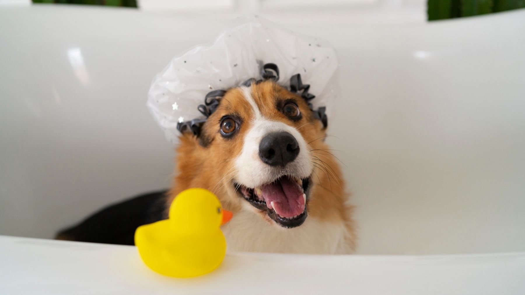 Un perro en una bañera. Foto: Freepik