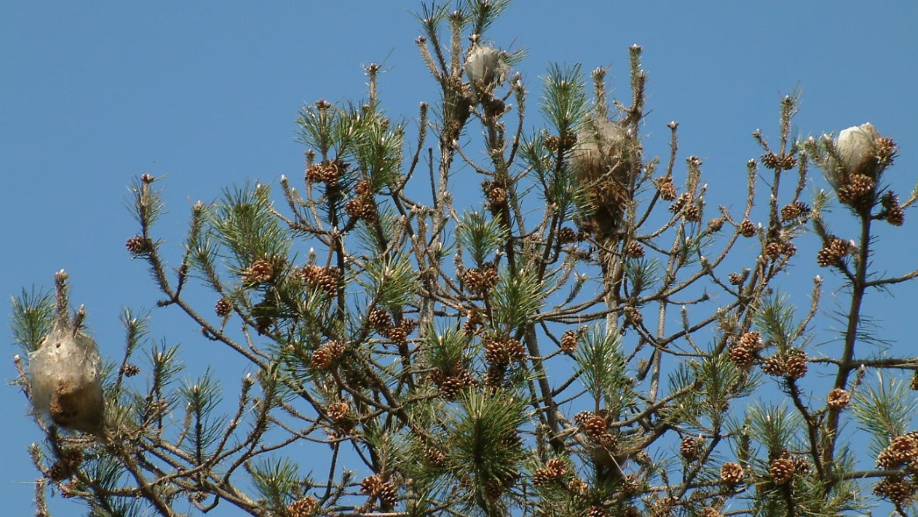 Bolsones de orugas procesionarias. Foto: Wikimedia Commons / Mangatome