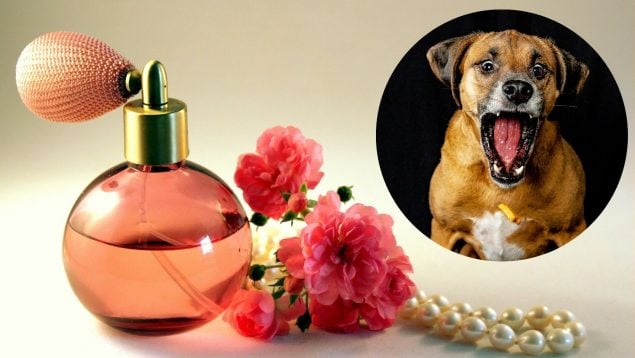 Perfume para perros