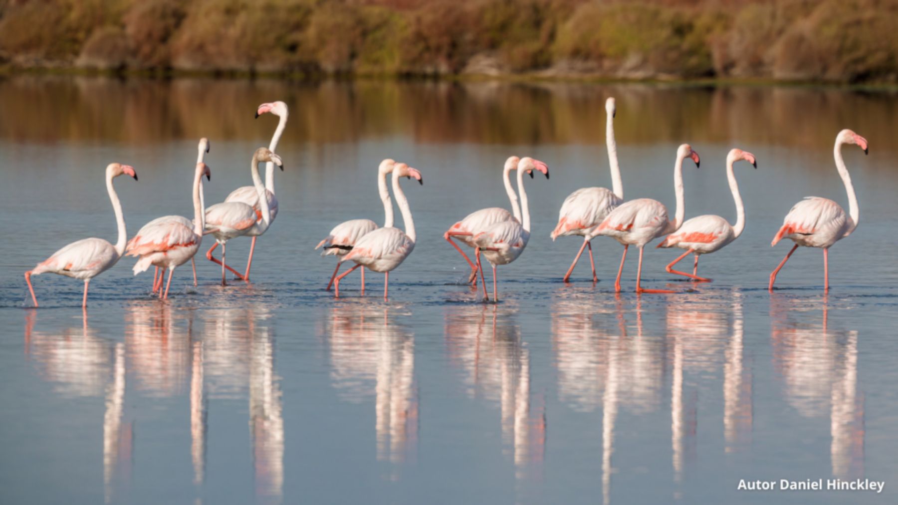 Flamencos en Ibiza. (Daniel  Hincklei)