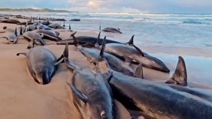 ballenas tasmania