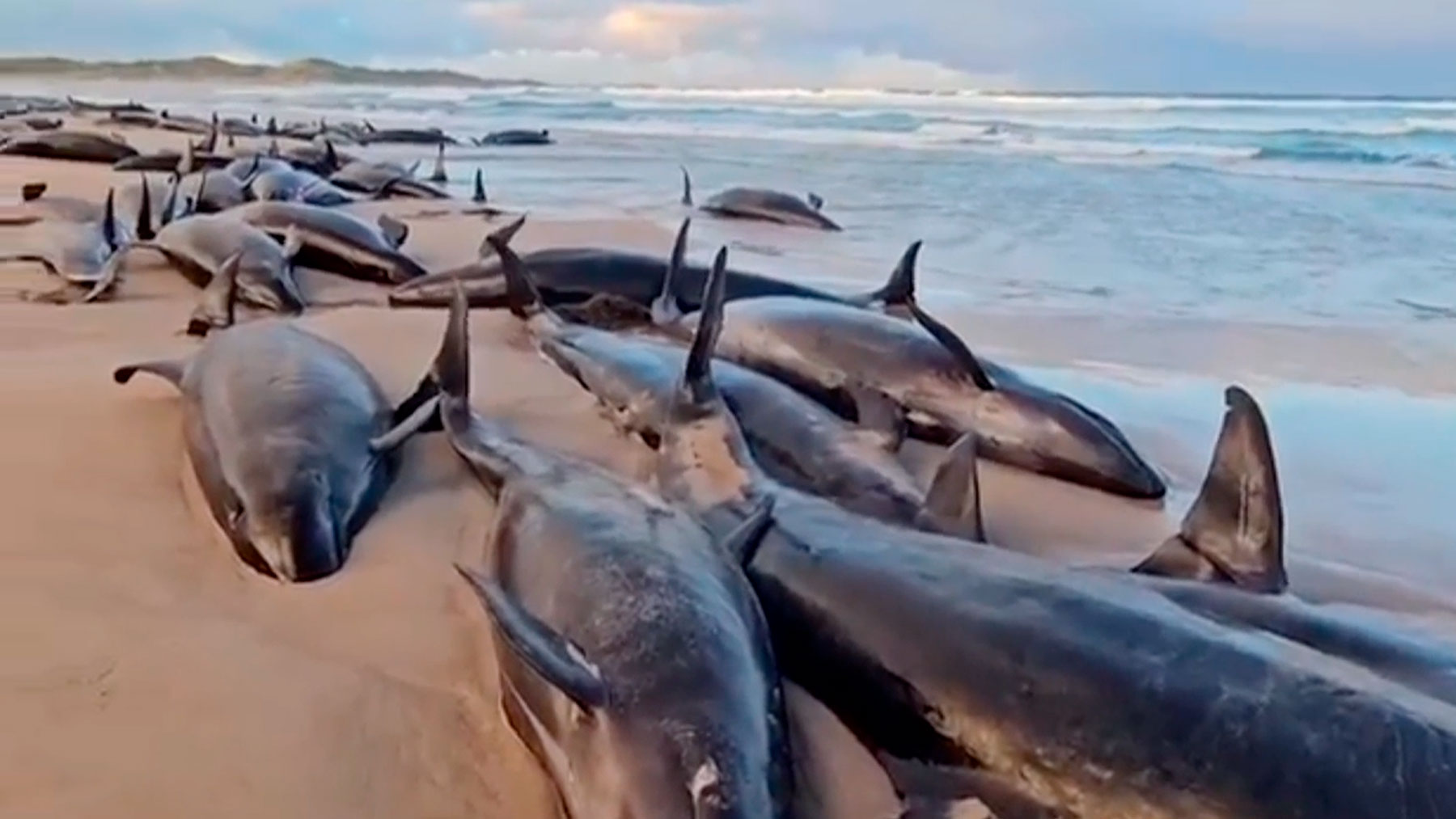 Más de 150 ballenas mueren o son sacrificadas tras quedar varadas en una playa de Australia