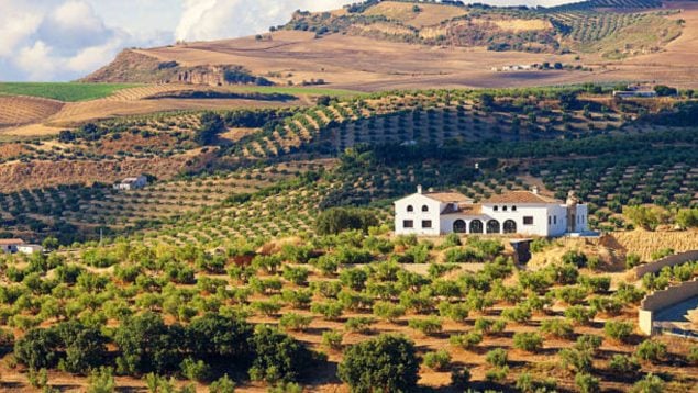 Andalucía, olivos, campo