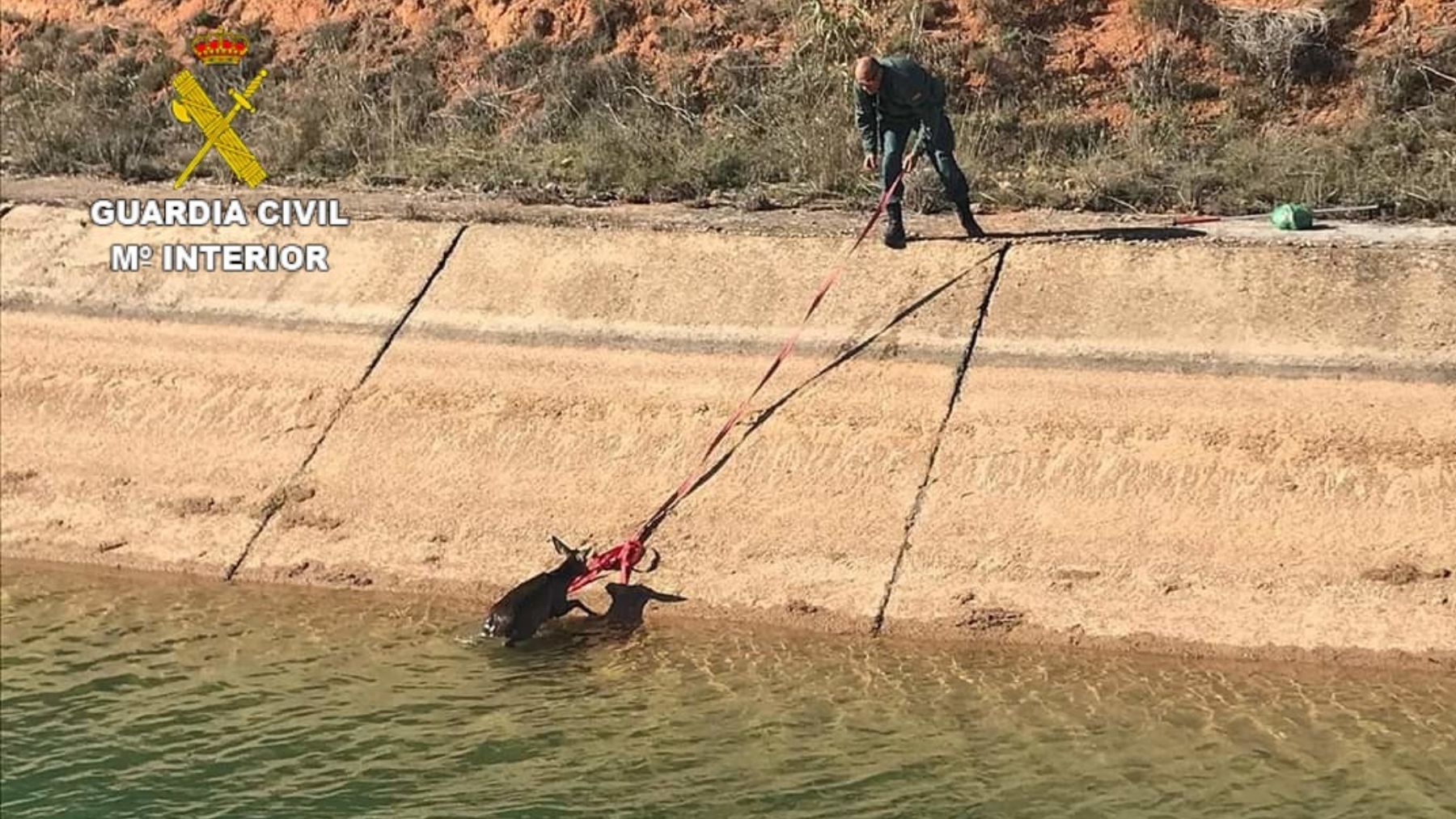 Rescate de un corzo atrapado en un canal por parte de la Guardia Civil