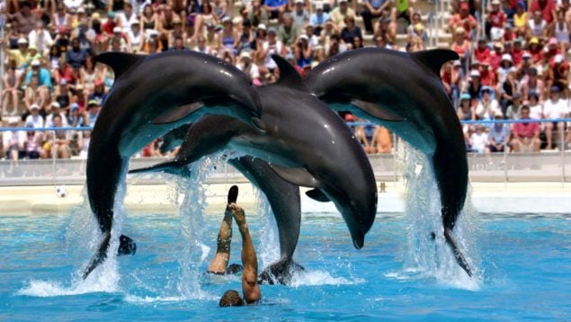 Delfines, Zoo de Madrid, animales