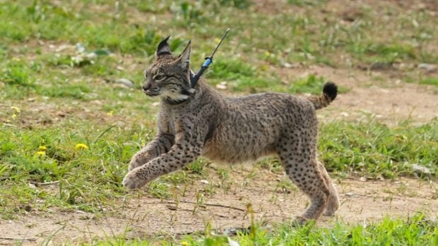 lince ibérico andalucía