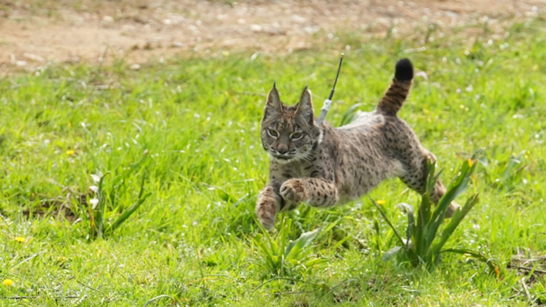 Andalucía refuerza la expansión del lince ibérico liberando seis ejemplares