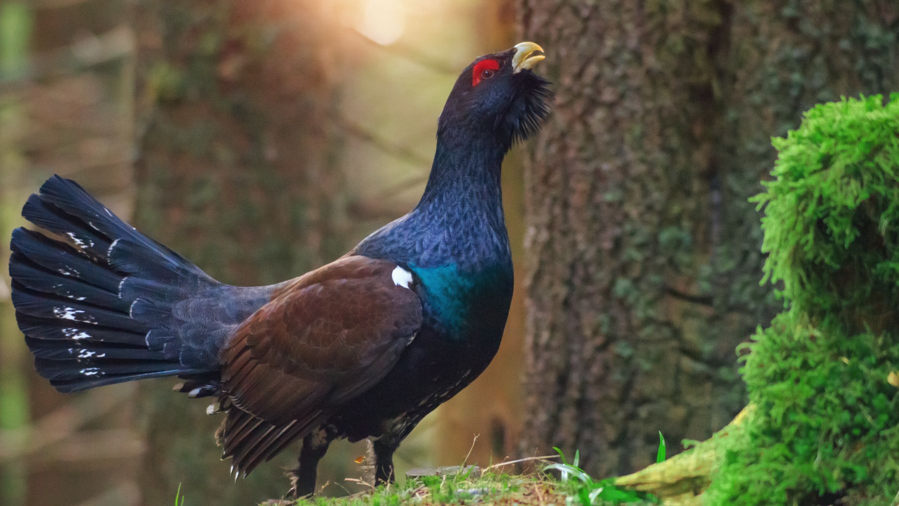 El urogallo es una de las especies afectas según las organizaciones ambientalistas