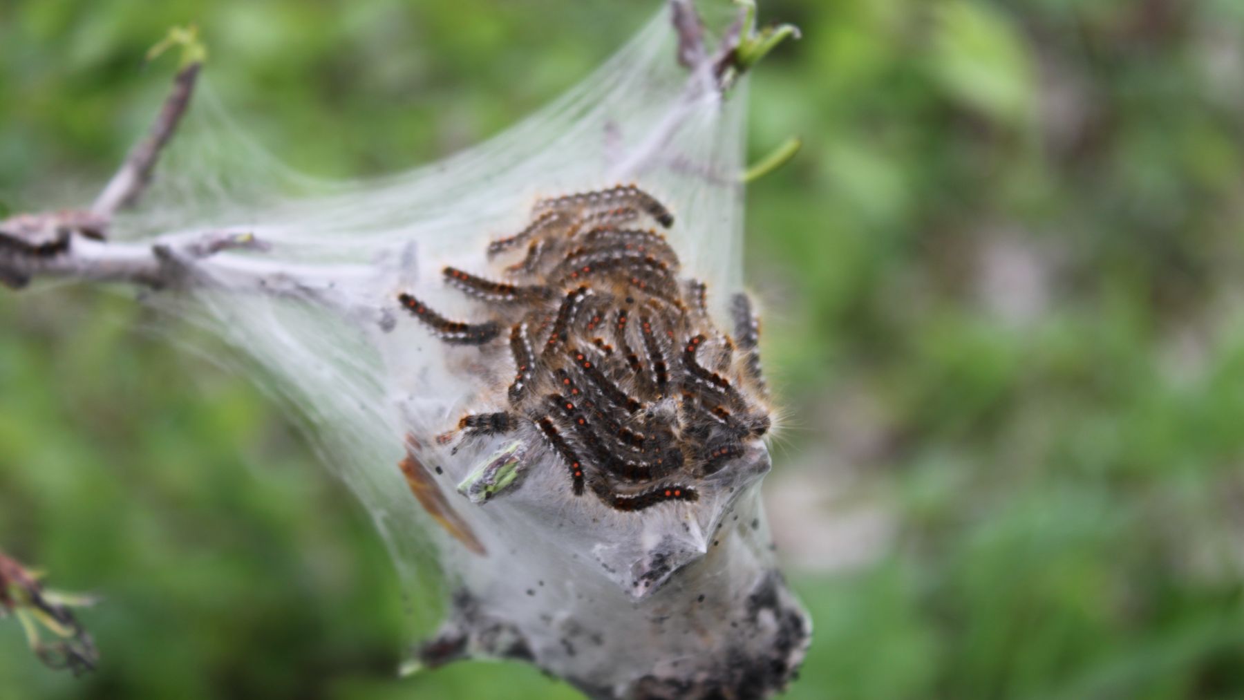 La oruga procesionaria saliendo de los nidos, unos bolsones blanquecinos que se instalan en las puntas de las ramas de pinos y cedros