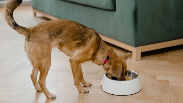 Plato de la mascota