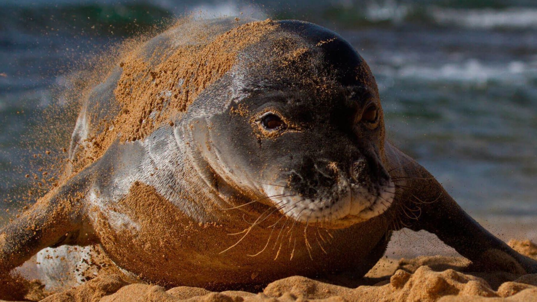 Mamífero, animal, foca