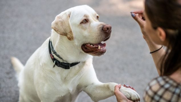 Perro zurdo o diestro