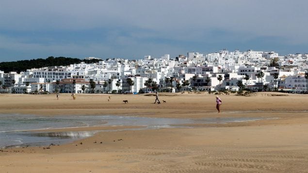 Animales, playas, Andalucía, Conil