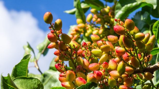 Racimo de pistachos en rama.