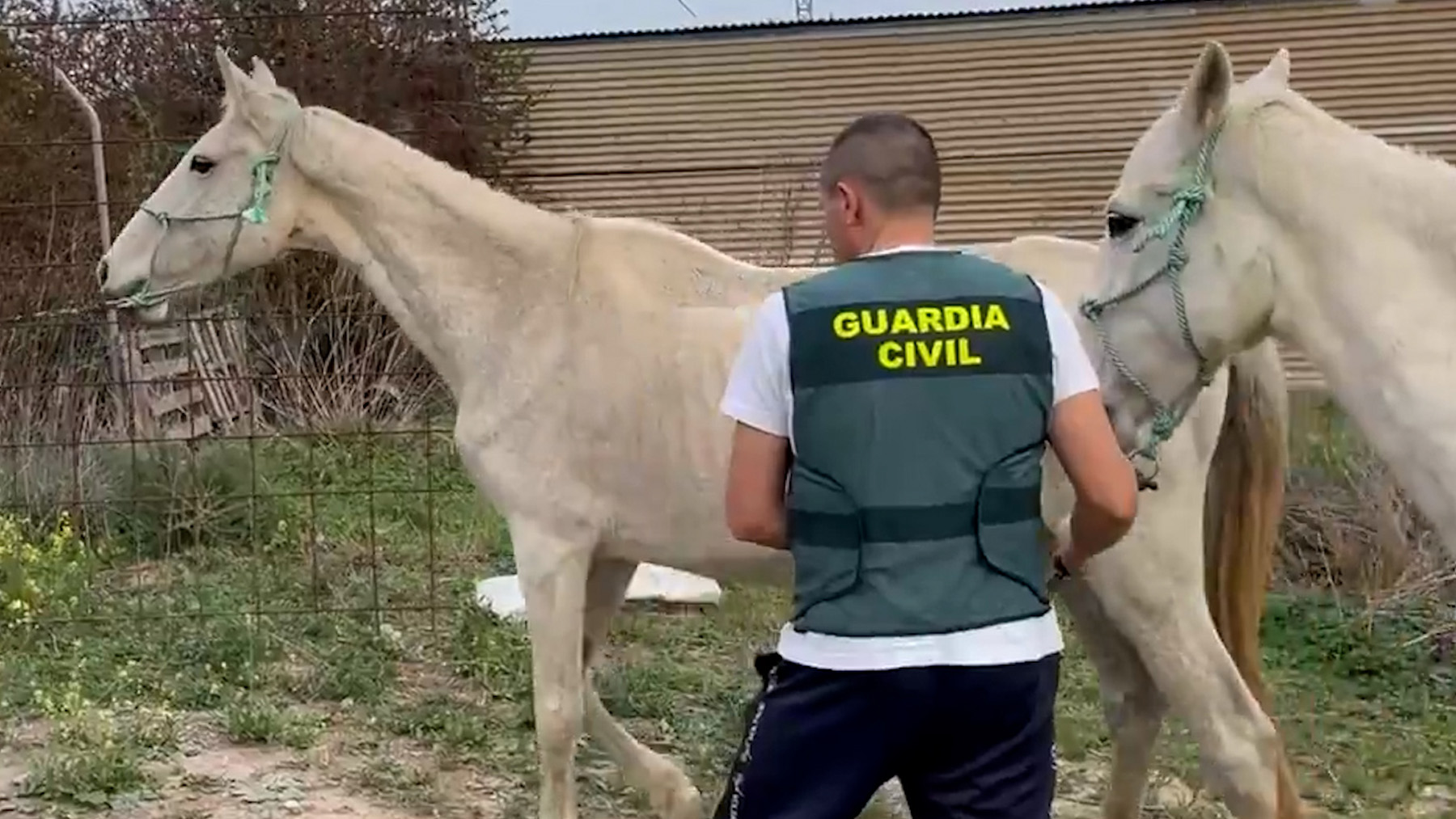 Un guardia civil junto a uno de los caballos rescatados.