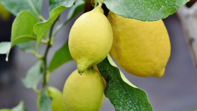 truco de jardinería, consejo de jardinería, cómo regar el limonero en casa, cada cuánto regar un limonero según los jardineros, consejo para saber cuándo regar las plantas.