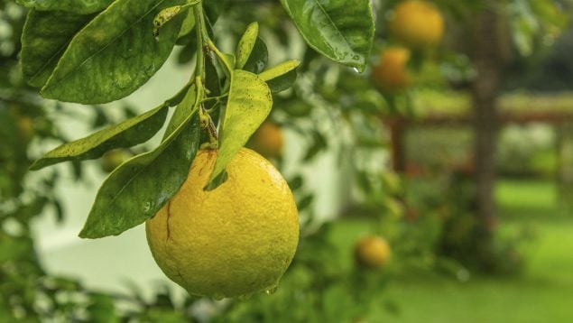 limonero en maceta, limones, árbol, alimento