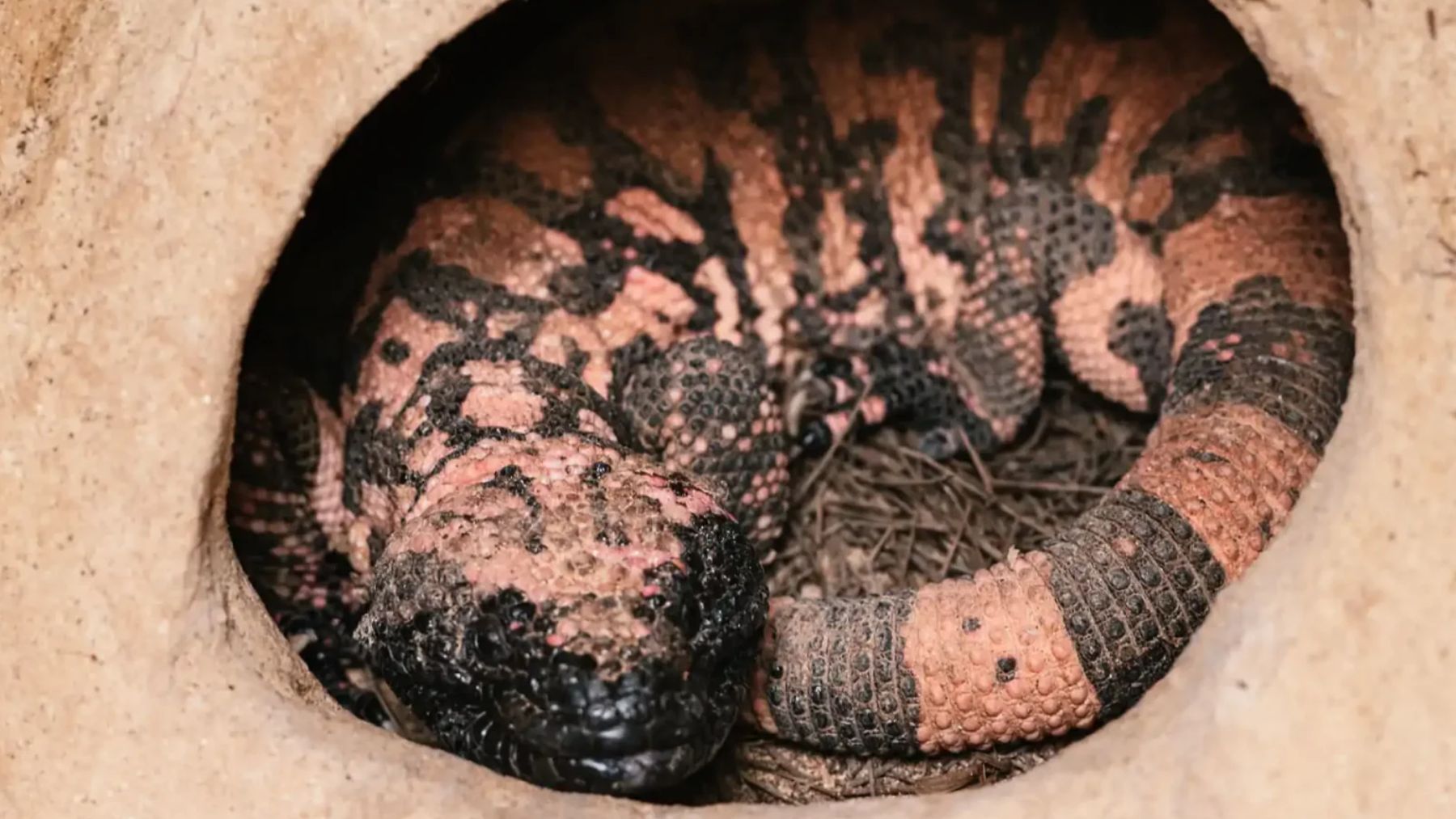 Este monstruoso animal sobrevive con unas pocas comidas al año, y es el responsable de la invención del Ozempic