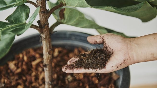 abonar las plantas, planta, tierra, abono