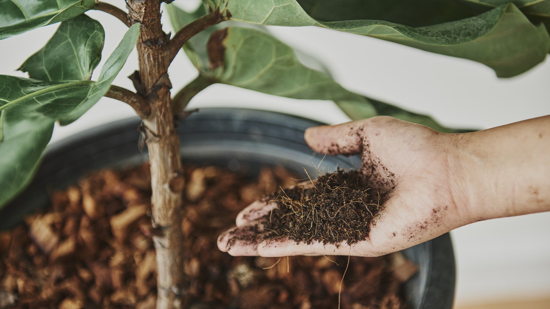 Abono de planta. Foto: Pexels.