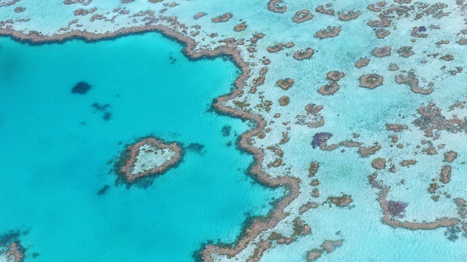 Arrecife de coral.