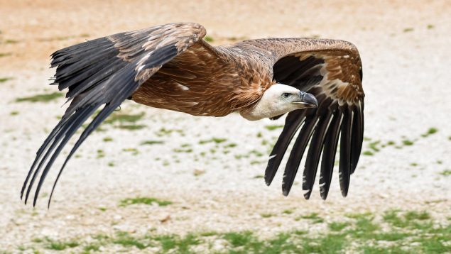 pueblo de Cádiz, buitre leonado, animal, pájaro