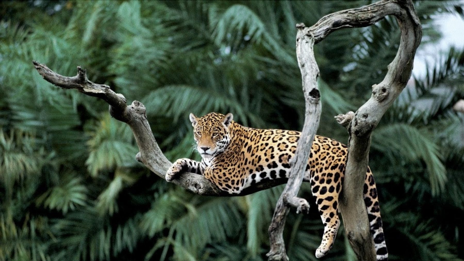 WWF advirtió que la lucha por la biodiversidad estaría en peligro sin un acuerdo «sólido» sobre financiación en la COP16 (Foto: WWF)