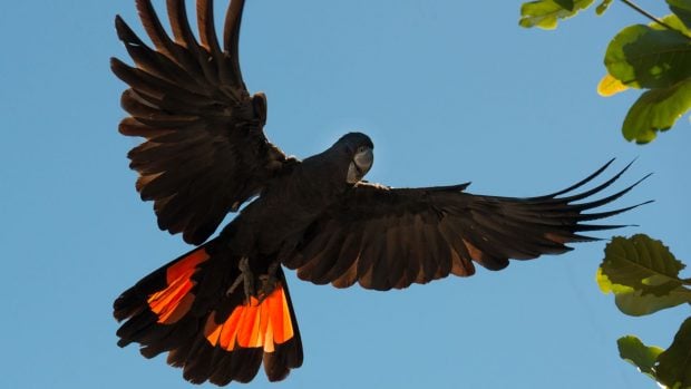 Cacatúa fúnebre