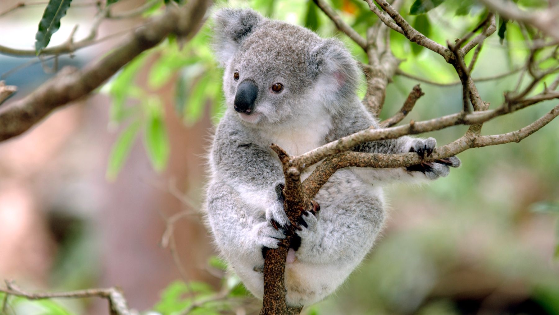 El koala es una de las especies más amenazadas de Australia